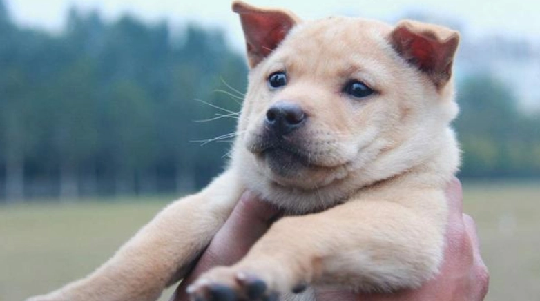 狗狗掉毛怎麼辦 狗狗掉毛怎麼辦