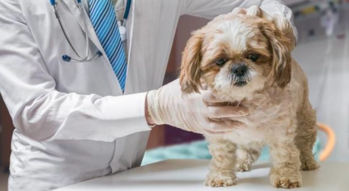 公狗結紮後遺症