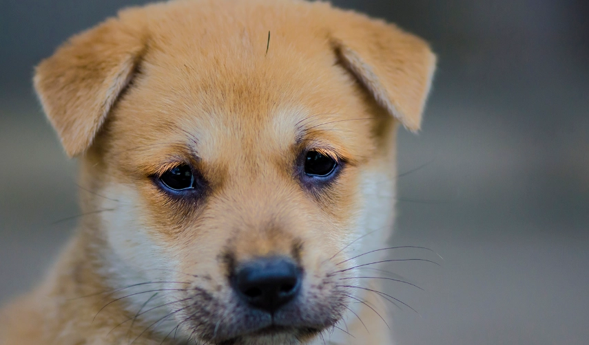 隱睪症術後照顧