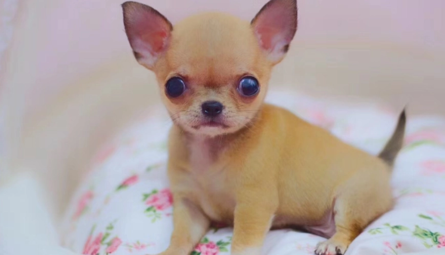 長毛吉娃娃飼養