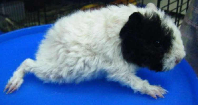 冠毛天竺鼠 價格