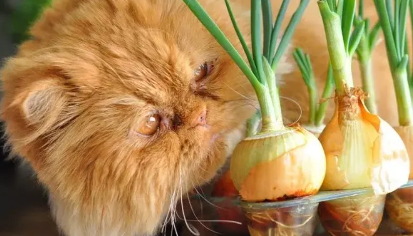 貓吃到大蒜 貓吃到大蒜