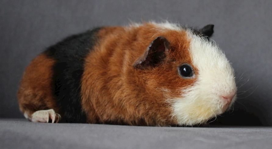 冠毛天竺鼠 價格