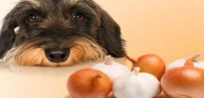狗狗洋蔥中毒症狀