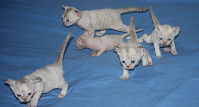 無毛貓飼養方法