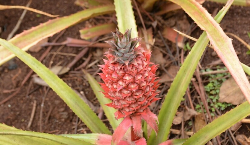 貓咪可以吃鳳梨嗎