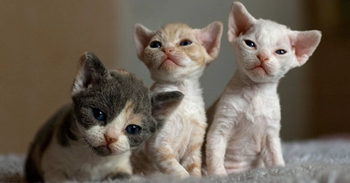 貓中毒症狀 貓中毒症狀