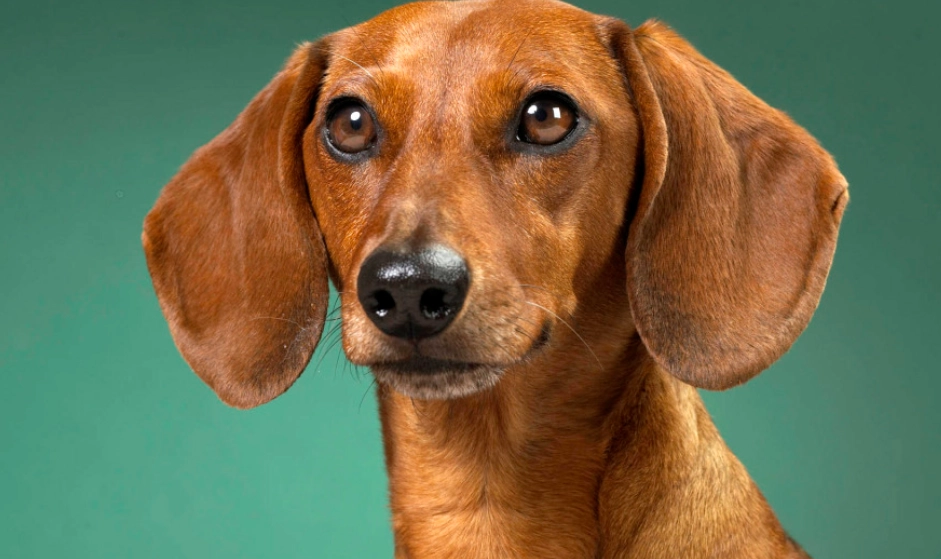 狗狗蛋蛋大小不一