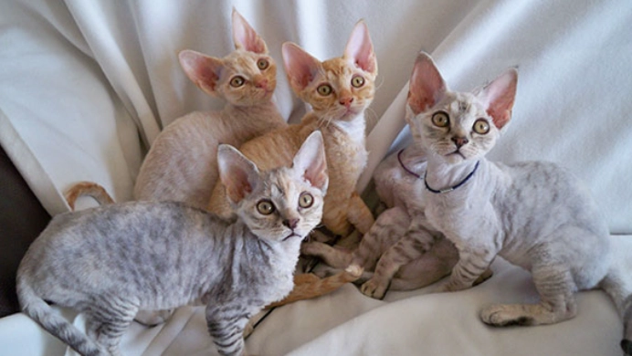 無毛貓飼養方法