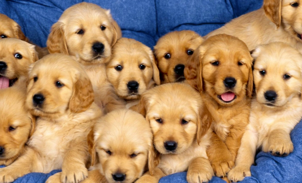 隱睪症手術費用