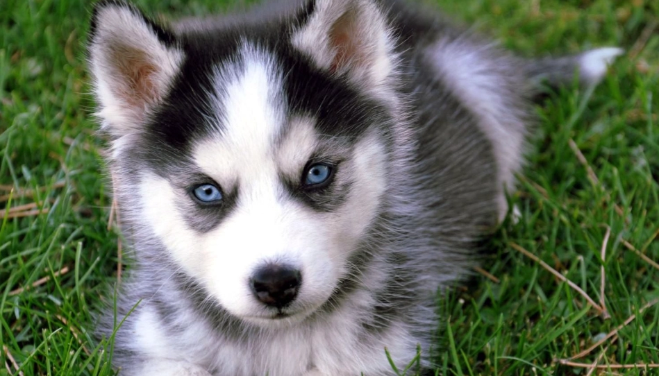 狗手術術後照顧