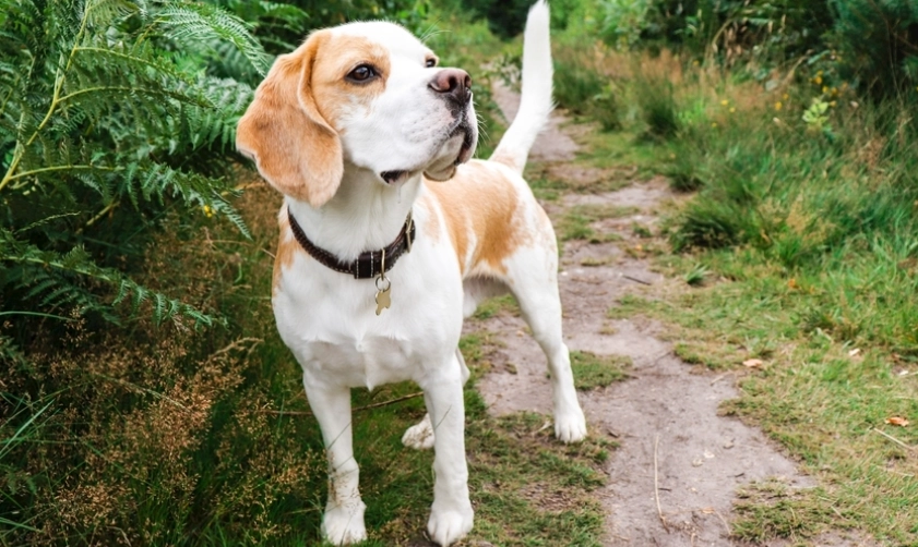 洋蔥對狗的危險