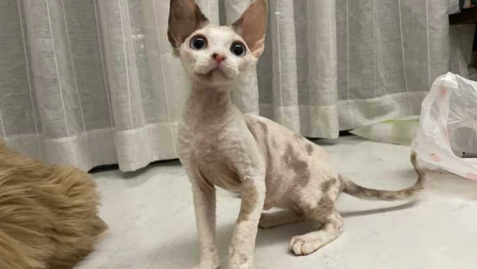 無毛貓飼養方法