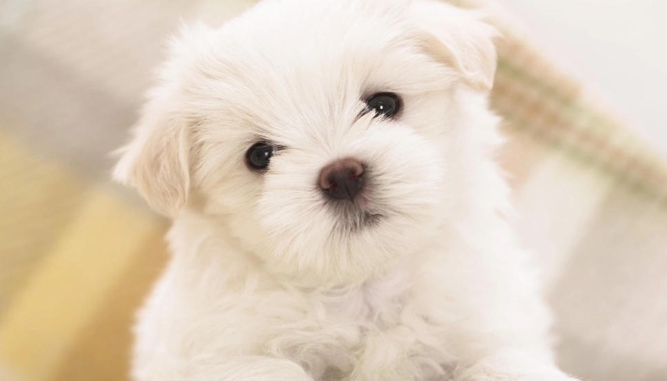 隱睪症術後照顧