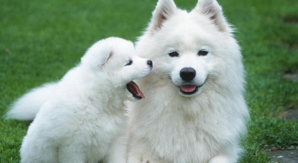 狗狗蛋蛋大小不一