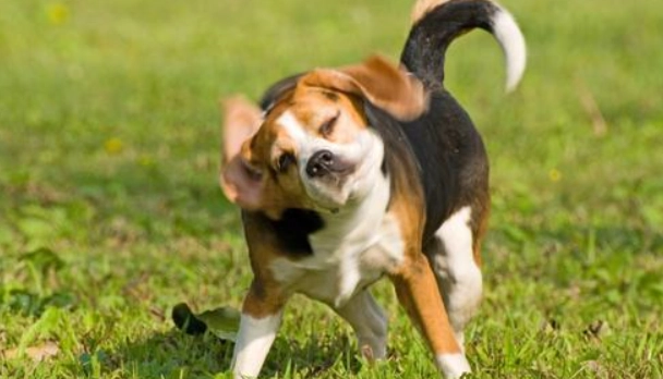 狗狗情緒解讀 狗狗情緒解讀