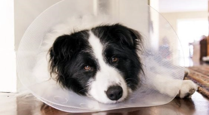 伊麗莎白頸圈睡覺