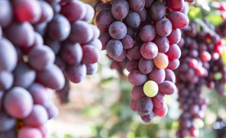 葡萄中毒狗急救