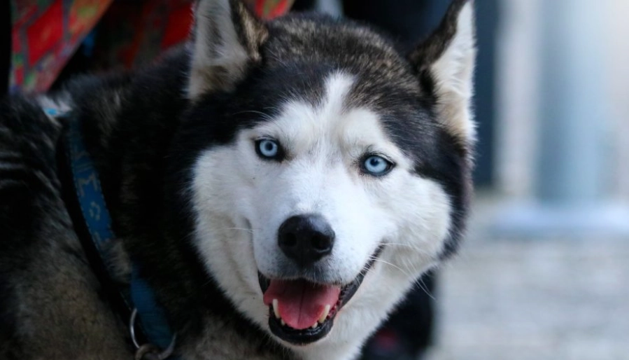 雪橇犬 品种 特点