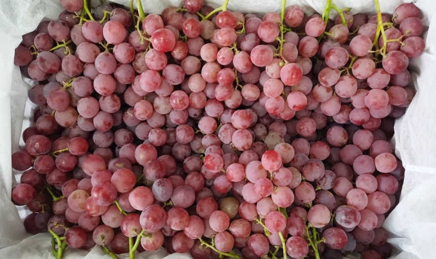 狗葡萄中毒症狀 狗葡萄中毒症狀