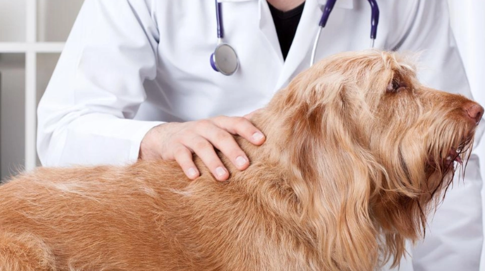 狗結紮後蛋蛋腫大