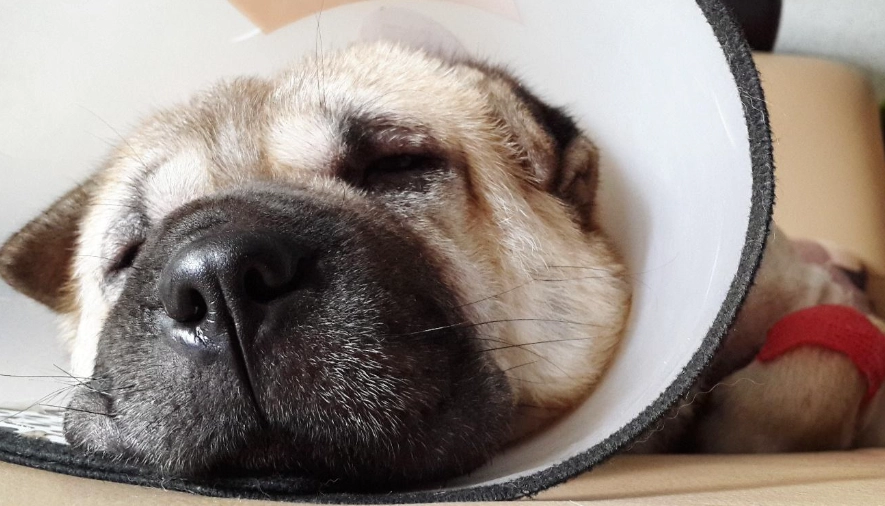 公狗結紮後一直站