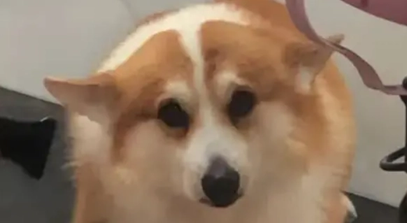 狗狗行為信號 狗狗行為信號