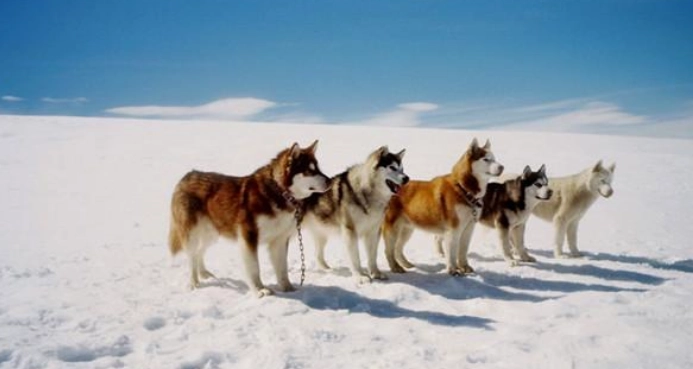 狗尾巴下垂原因