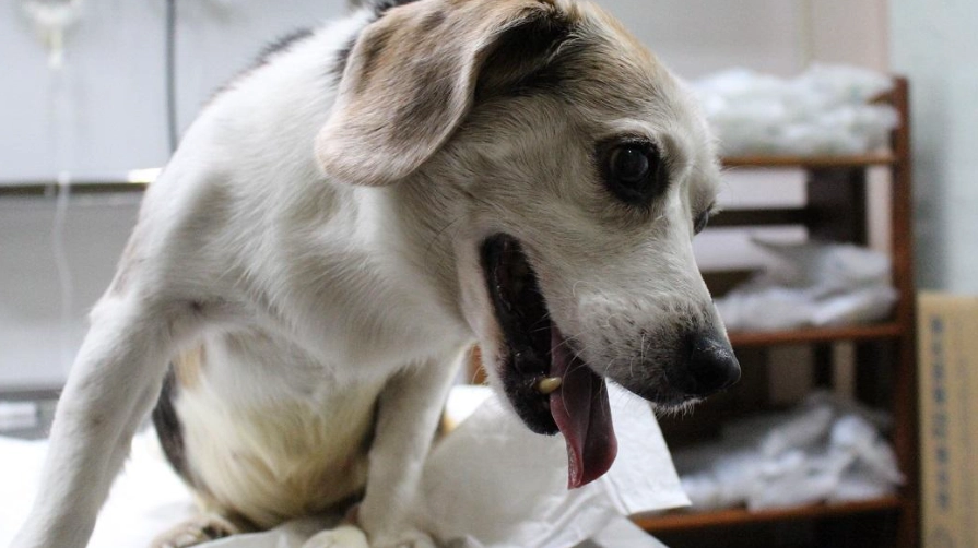 狗狗手術紅腫原因