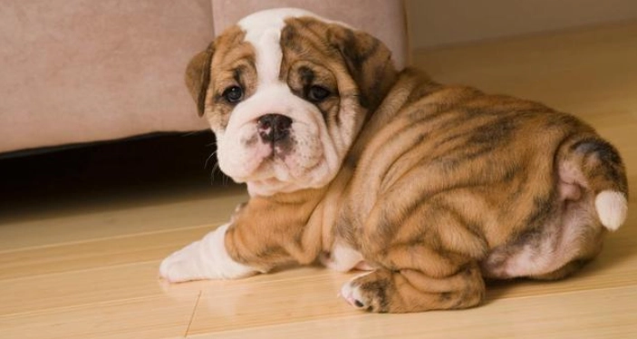 狗狗夾尾巴原因