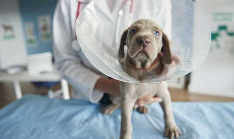 狗狗手術後哀嚎 狗狗手術後哀嚎