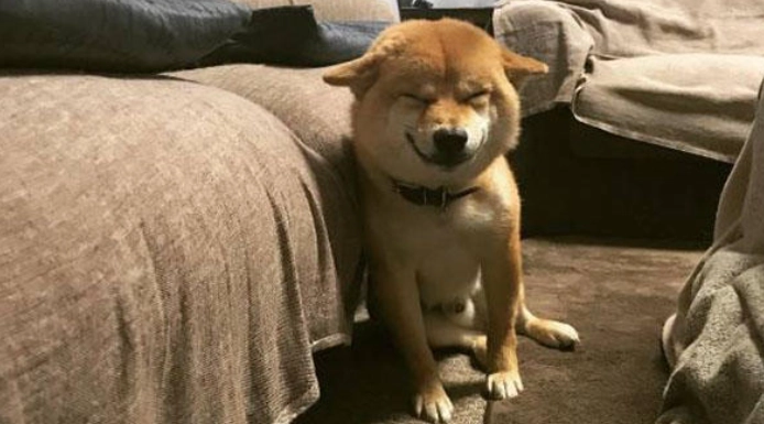 狗狗情緒解讀 狗狗情緒解讀