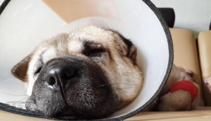 狗狗戴頭套睡覺