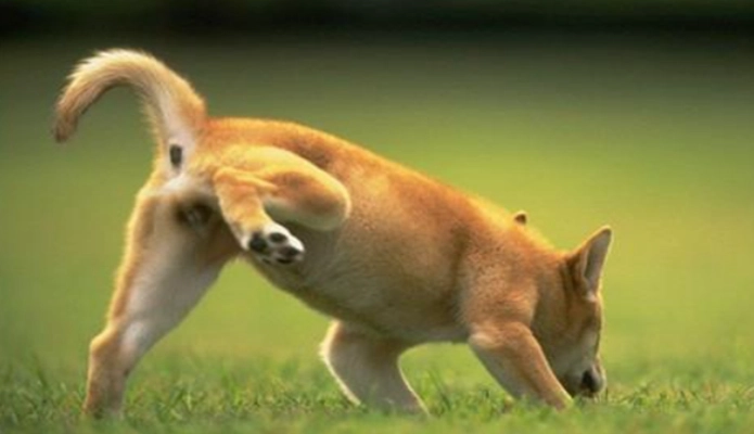 公狗抬腳尿尿訓練