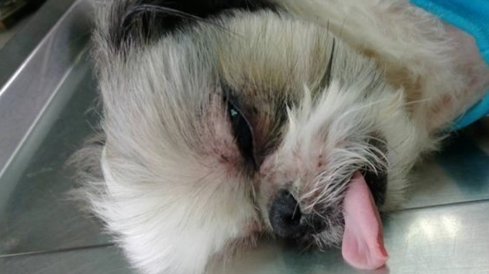 公狗結紮後樣子