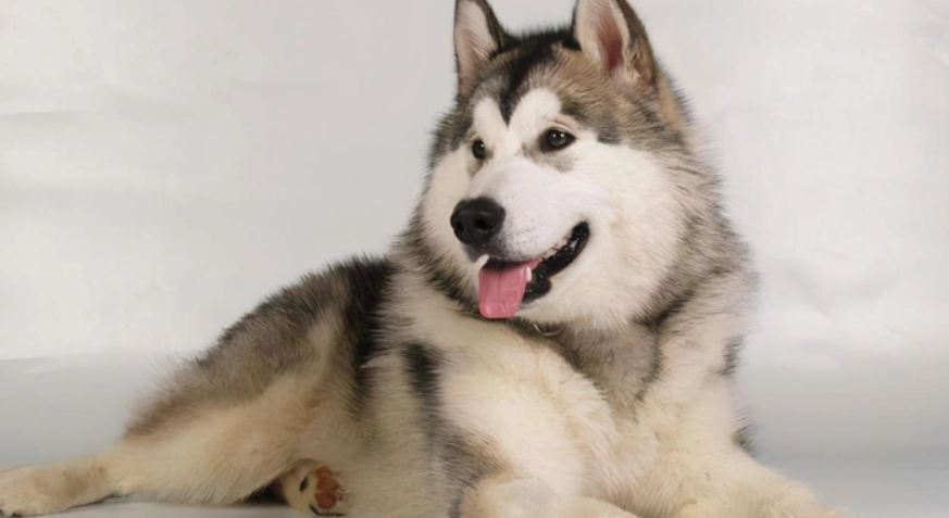 哈士奇 饲养 注意事项