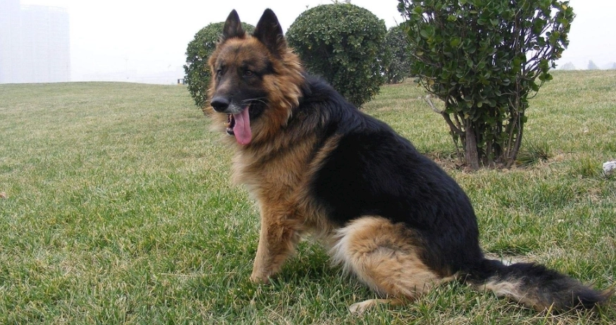 狗狗行為分析 狗狗行為分析