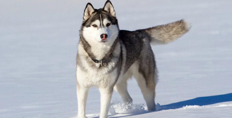 哈士奇 饲养 注意事项