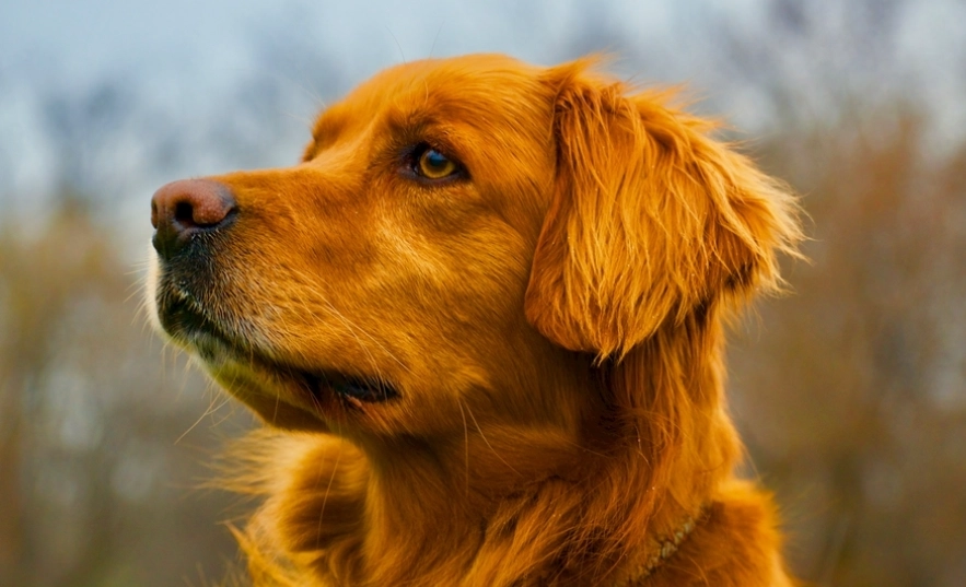 狗狗情緒解讀 狗狗情緒解讀