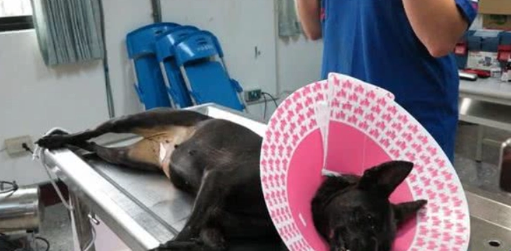 公狗結紮傷口照顧