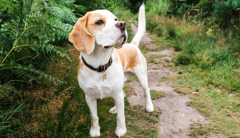 狗狗行為分析 狗狗行為分析