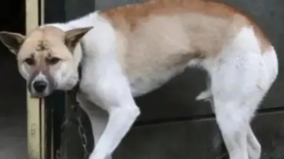 狗狗尾巴下垂生病