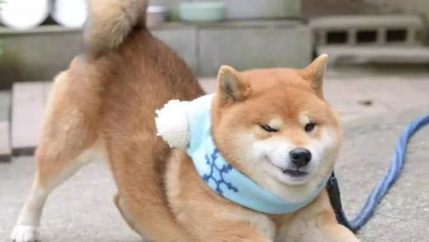 狗狗行為信號 狗狗行為信號