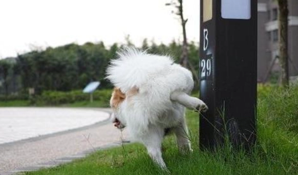 狗狗尿尿行為問題