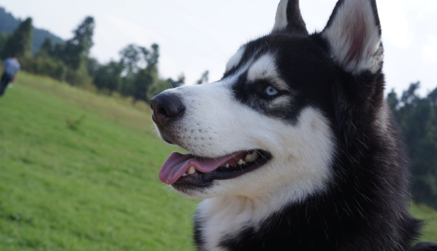 哈士奇服從訓練
