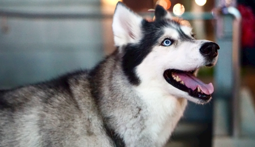 哈士奇行為矯正