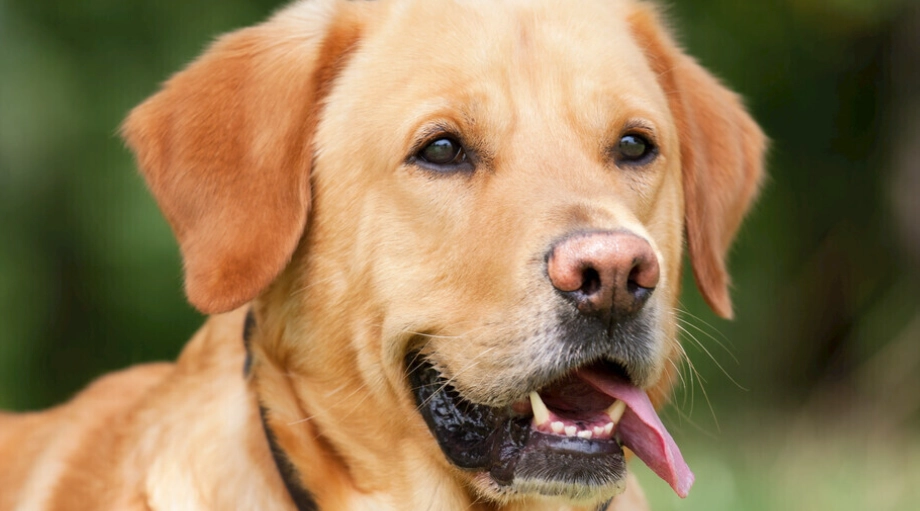 狗狗情緒解讀 狗狗情緒解讀