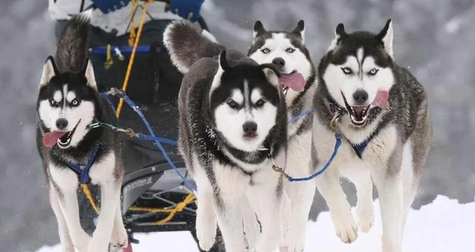 雪橇犬 品种 特点