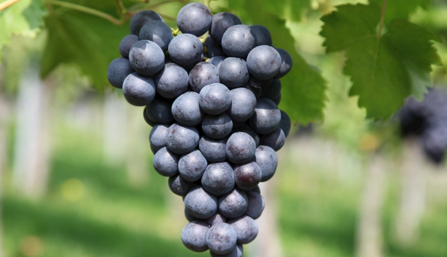 葡萄中毒狗急救