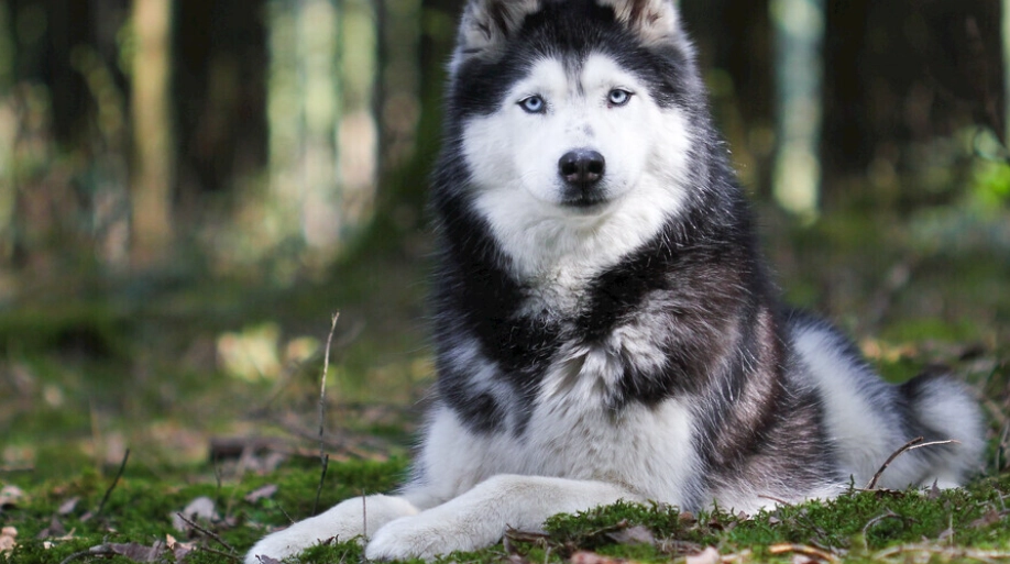 哈士奇訓練方法